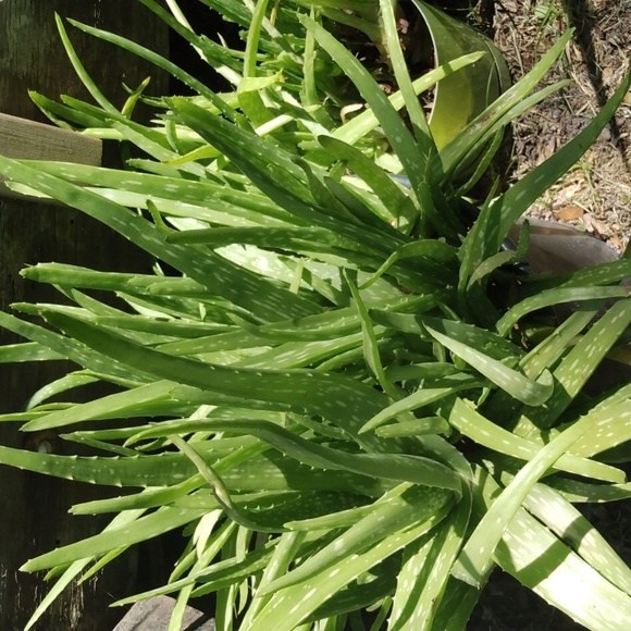 5 Aloe plants no dirt no pot. - Picture 2 of 2